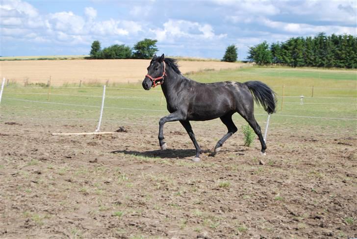 DSP Westerndorf Hirstory - og det har hun fået 7 for ??? hmm... billede 10
