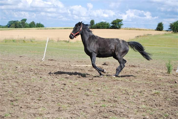 DSP Westerndorf Hirstory billede 11