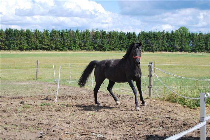 DSP Westerndorf Hirstory billede 12