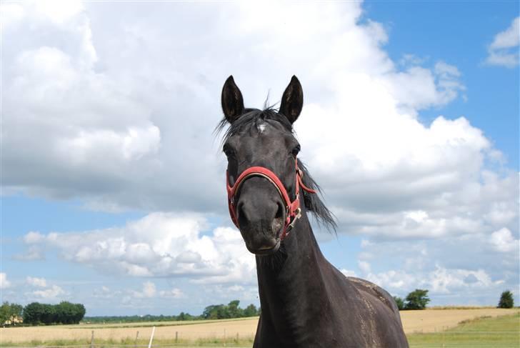 DSP Westerndorf Hirstory billede 13