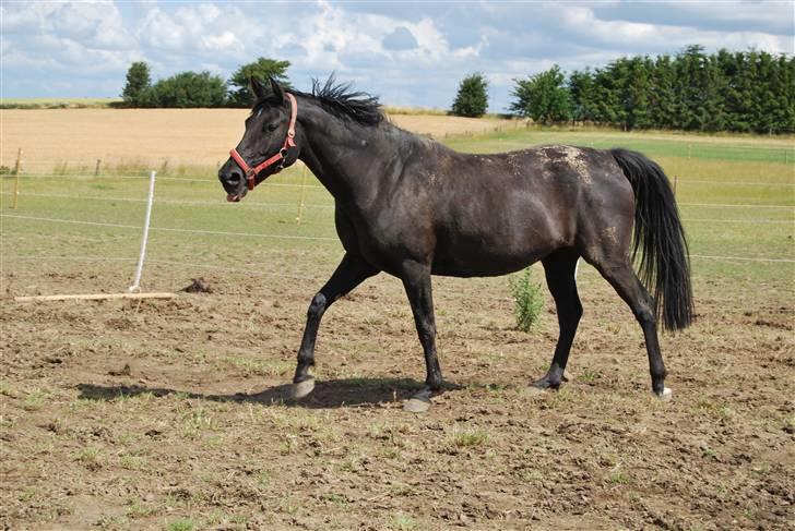 DSP Westerndorf Hirstory billede 14