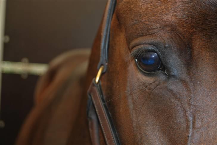 DSP Die Fiene Coleen billede 9