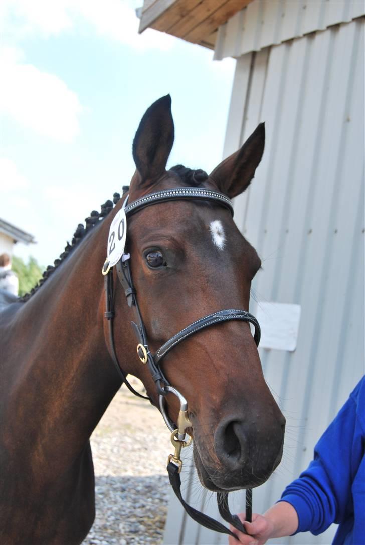 DSP Die Fiene Coleen billede 10