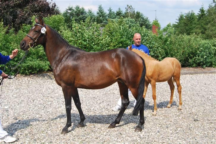 DSP Die Fiene Coleen billede 11