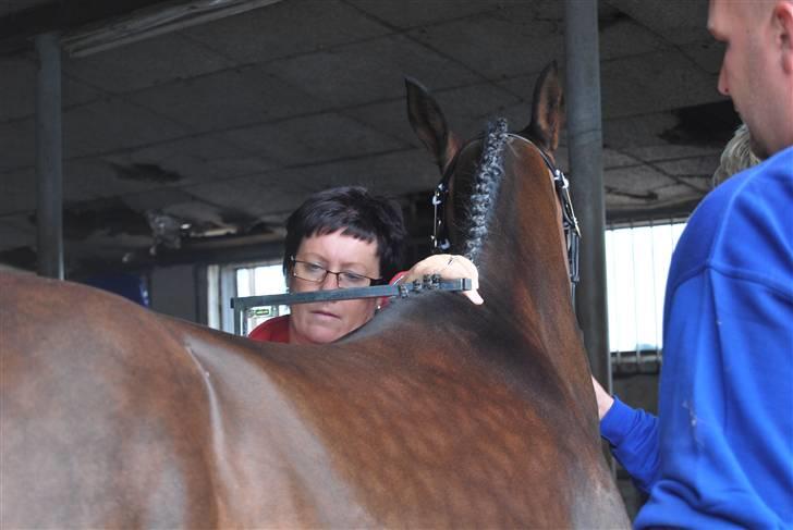 DSP Die Fiene Coleen - Præcis 143 i stg. billede 12