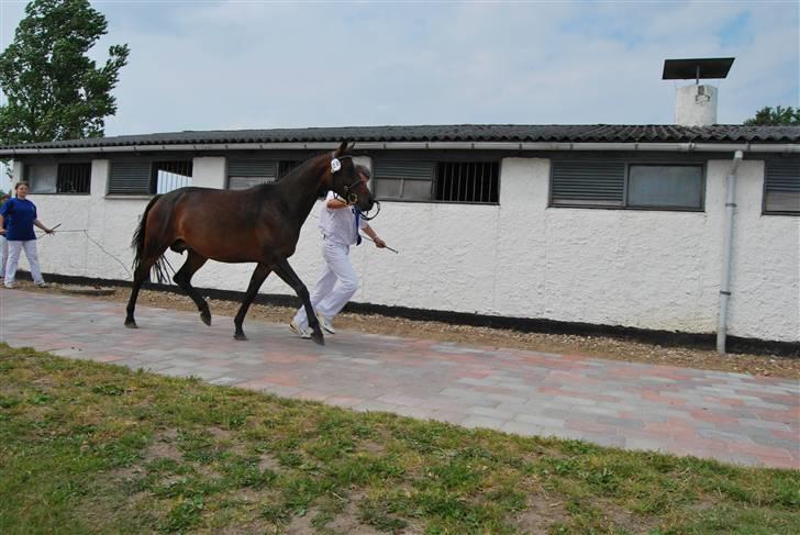 DSP Die Fiene Coleen billede 13