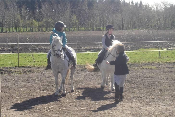Anden særlig race Peter plys - cecilie og laura rider. cecilie rider på peter plys. laura rider på silvano. billede 6