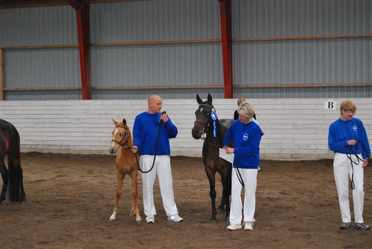 DSP Die Fiene Coleen billede 14