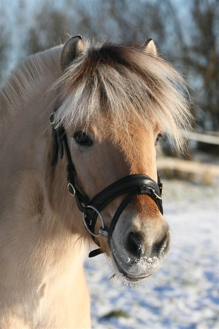 Fjordhest Toffi - Liiidt dejlig kan man godt se ud.. billede 20