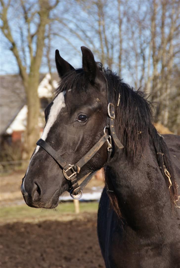 Anden særlig race Silke - silke er lige stået op... hun har stadig halm hængende...2008 billede 1