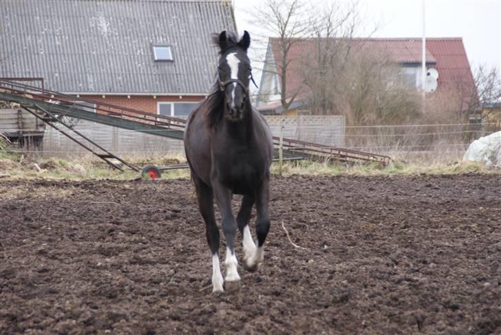 Anden særlig race Silke - 2008 billede 2
