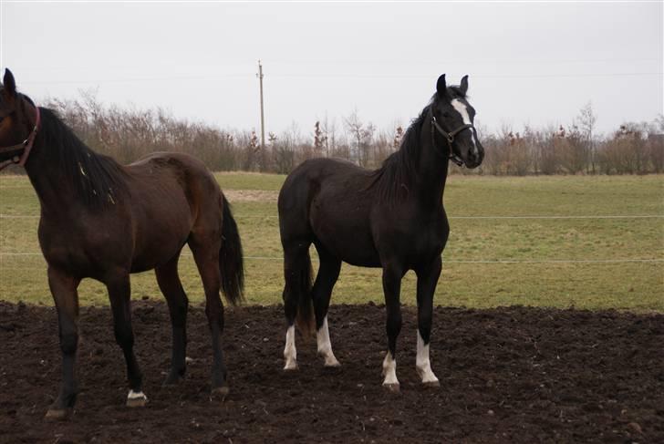 Anden særlig race Silke - 2008 billede 3