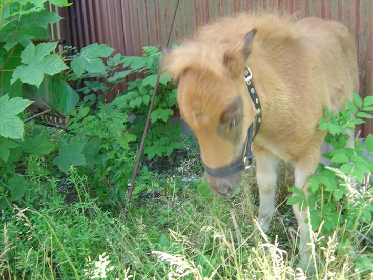 Shetlænder freja<3 - freja er lidt flov:) billede 6