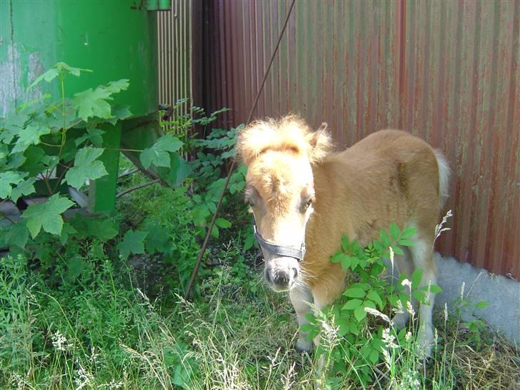 Shetlænder freja<3 - se! hvor er jeg dog skøn!<´3 billede 10