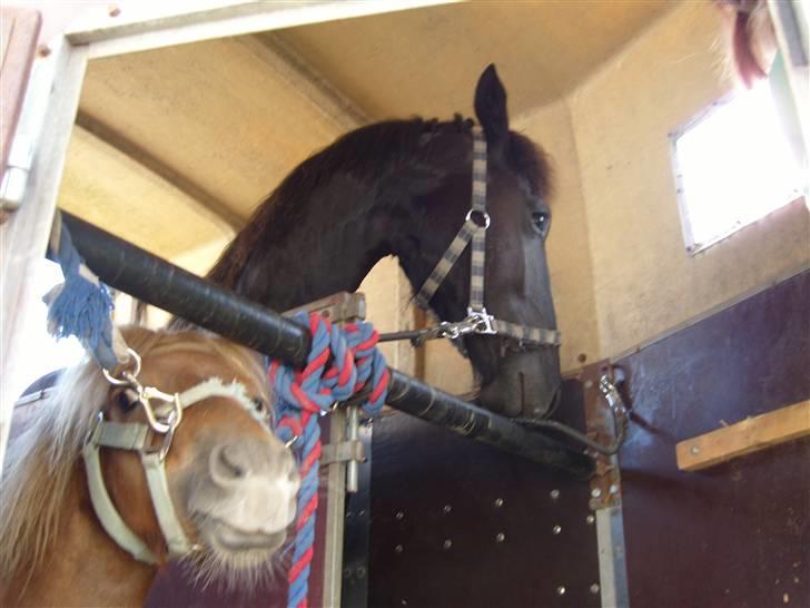 Anden særlig race *Jacques Nobest* SOLGT: ( - da vi var på vej ned med jacques liller var med som selvskab for han ik skulle staa alene i taileren  billede 18