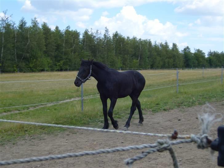 Anden særlig race *Jacques Nobest* SOLGT: ( - jacques hvor han nu står??? billede 19