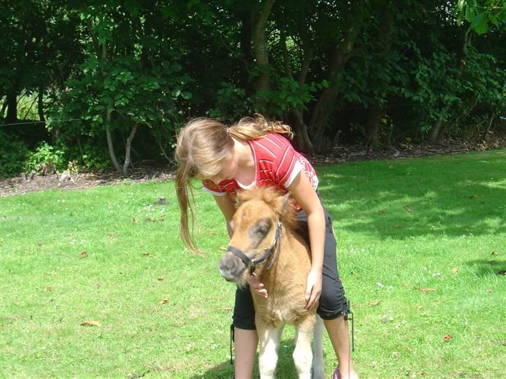 Shetlænder freja<3 - hvor ser det hår enelig lækker ud! hmm? kan det spises?:) billede 11