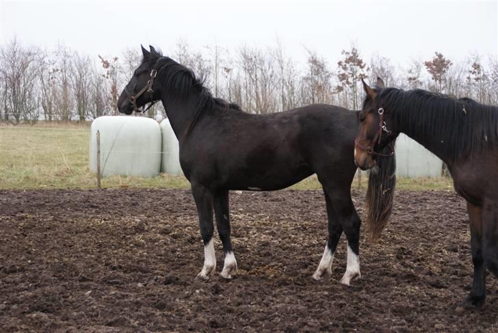 Anden særlig race Silke - 2008 billede 4