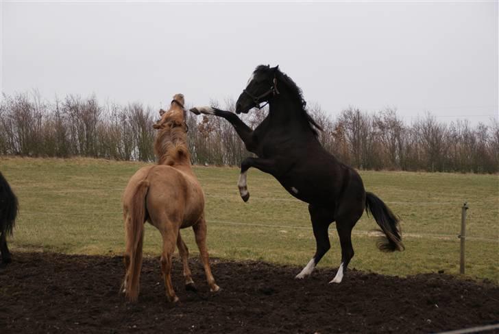 Anden særlig race Silke - Det er mig der bestemmer .....2008 billede 5