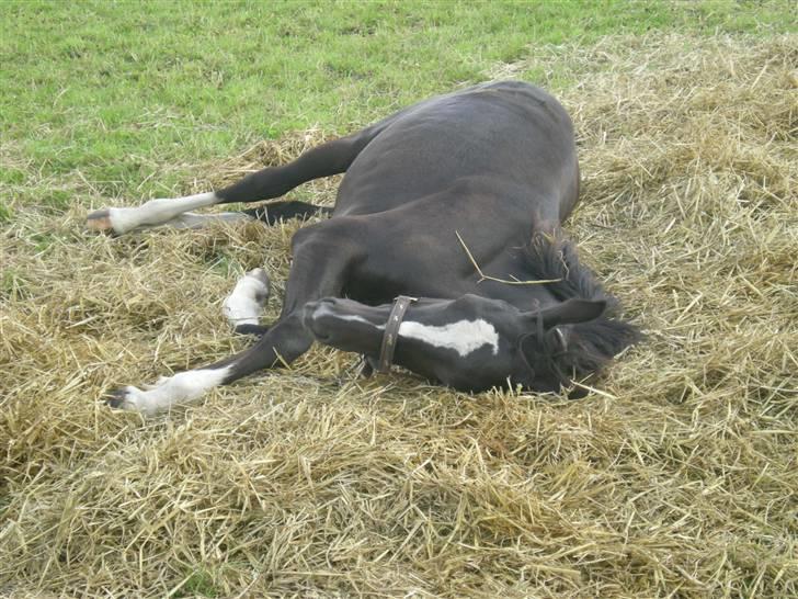 Anden særlig race Silke - silke tager lige en slapper på marken.... 2008 billede 6