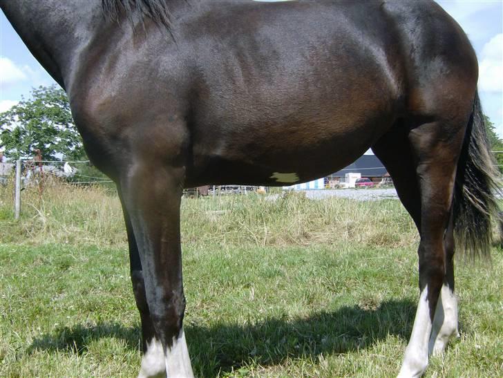 Anden særlig race Silke - Har i set min plet på maven. Har læst at det er en skønhedsplet!!!! 2009 billede 7