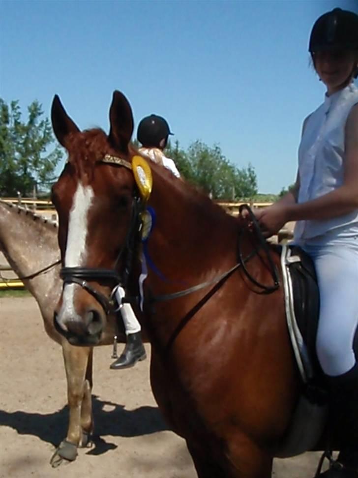 Anden særlig race Sheik *SOLGT* - En 4. plads og 2. plads i Lc2 til det stævne lå vi også på en delt 4. plads i Lb2 med 65,0 % billede 5