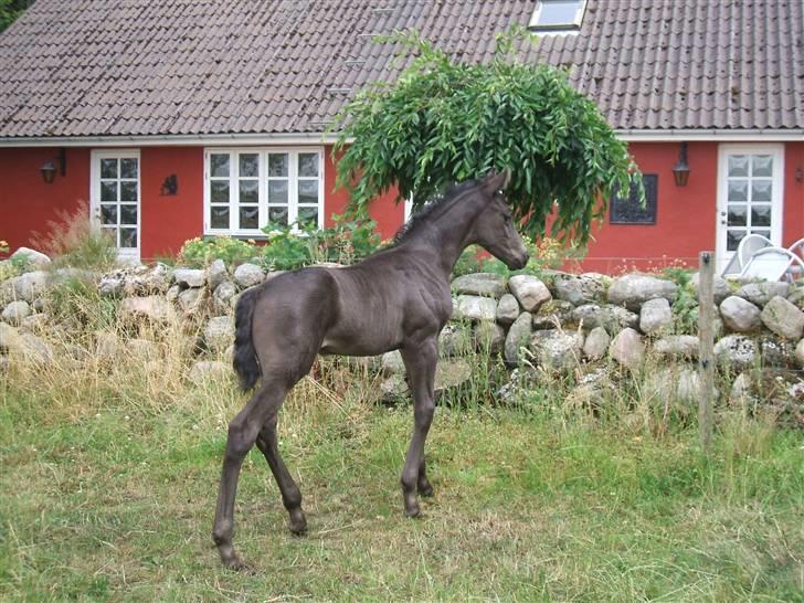 Dansk Varmblod Sunshine Hit  billede 1