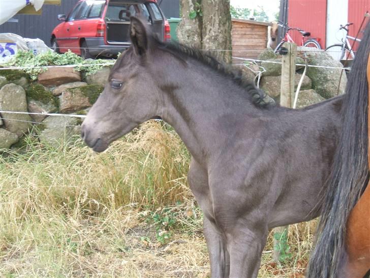 Dansk Varmblod Sunshine Hit  billede 2