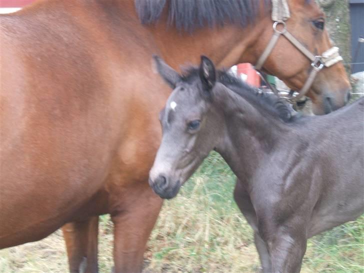 Dansk Varmblod Sunshine Hit  billede 3