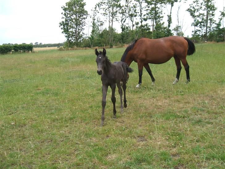 Dansk Varmblod Sunshine Hit  billede 4