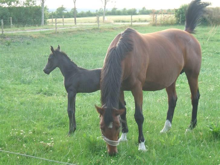 Dansk Varmblod Sunshine Hit  billede 5