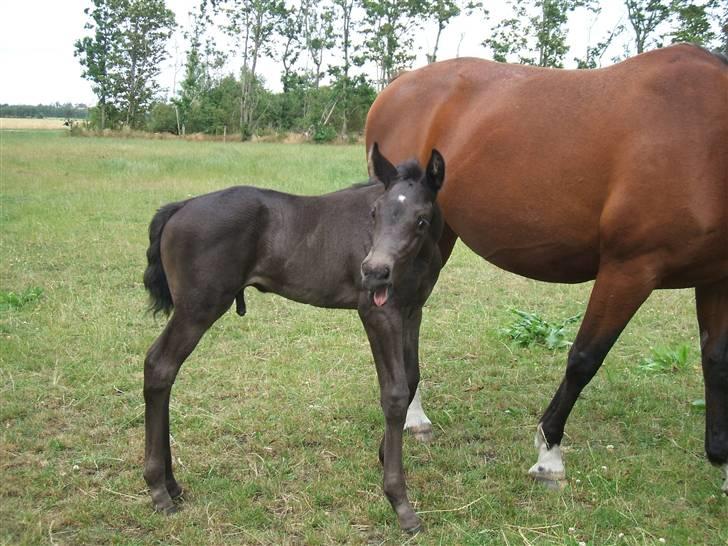 Dansk Varmblod Sunshine Hit  billede 6