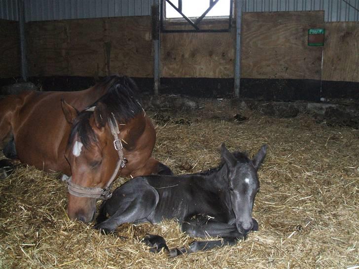 Dansk Varmblod Sunshine Hit  billede 7