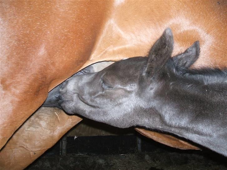 Dansk Varmblod Sunshine Hit  billede 8