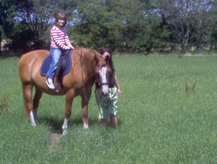 Dansk Varmblod Bossen slogt billede 9