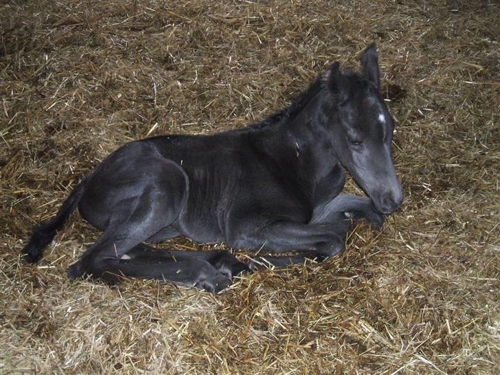 Dansk Varmblod Sunshine Hit  billede 9