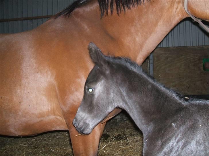 Dansk Varmblod Sunshine Hit  billede 10