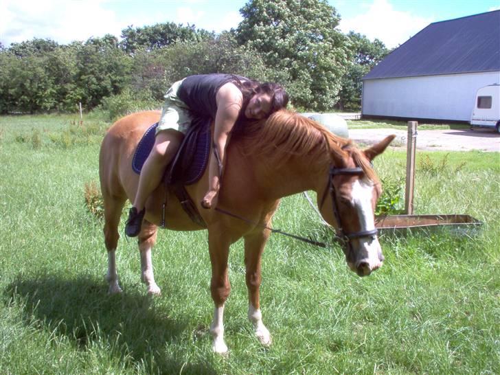 Dansk Varmblod Bossen slogt billede 10