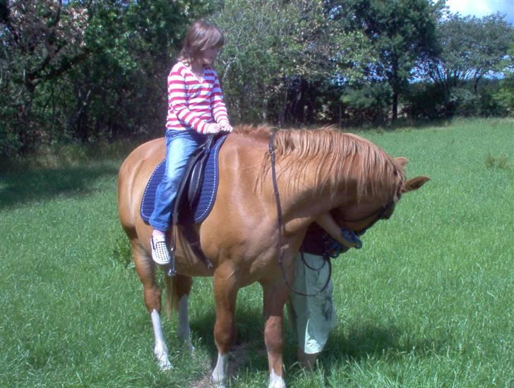 Dansk Varmblod Bossen slogt billede 12