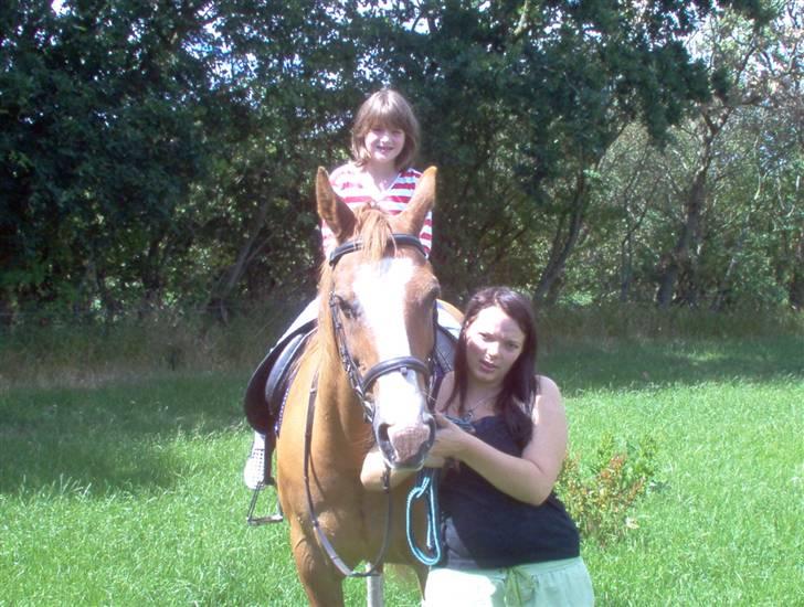 Dansk Varmblod Bossen slogt billede 13