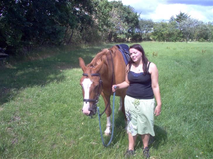 Dansk Varmblod Bossen slogt billede 14