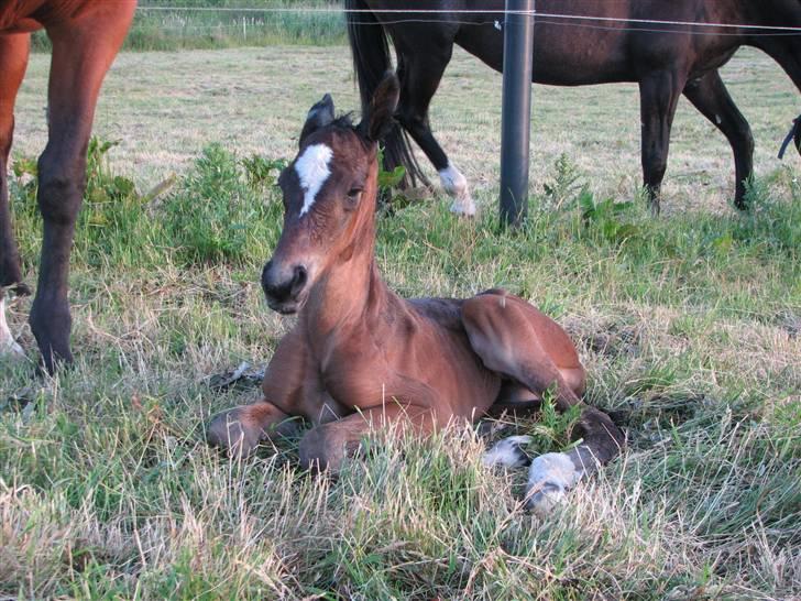Dansk Varmblod Donagh - Solgt som føl billede 3