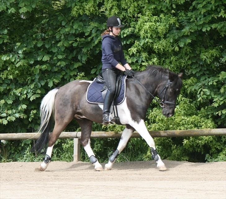 Pinto Little Mr. Spotlight - (6) Trav :). || 29 maj 2010 || Foto: Helene Kallehave billede 6