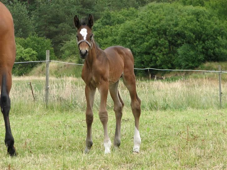 Dansk Varmblod Donagh - Solgt som føl billede 7