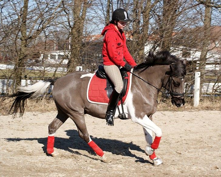 Pinto Little Mr. Spotlight - (8) Dejlige pony i galop på springbanen :). || 8 marts 2011 || Foto: Helene Kallehave billede 8