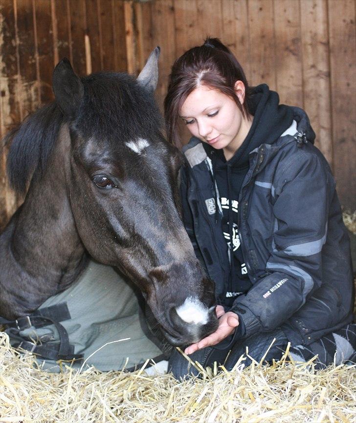 Pinto Little Mr. Spotlight - (10) Min pony er det absolut bedste jeg har! Intet ville nogensinde kunne erstatte ham. || 20 april 2011 || Foto: Helene Kallehave billede 10