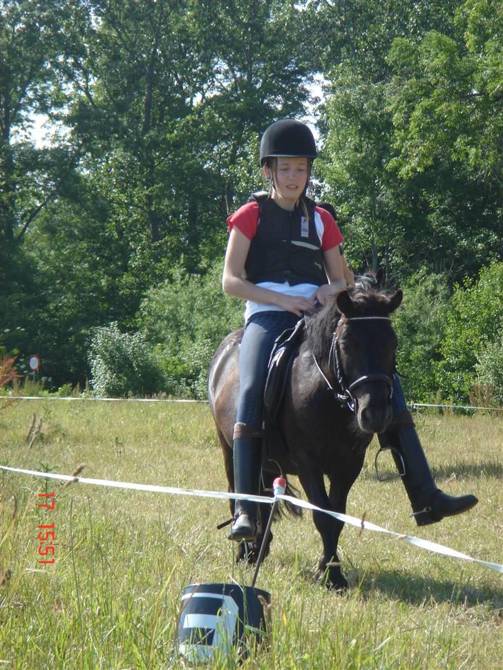 Shetlænder Tarzan - Trine rider på Tarzan efter flere måneder. billede 19