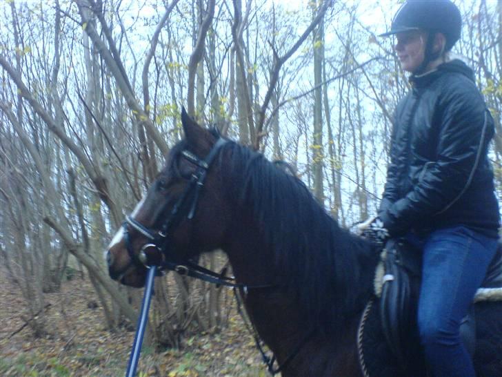 Hollandsk Sportspony Romeo(Solgt) - Ude i skoven, Der var noge farlige mennesker. Det er linette der rider ham billede 8