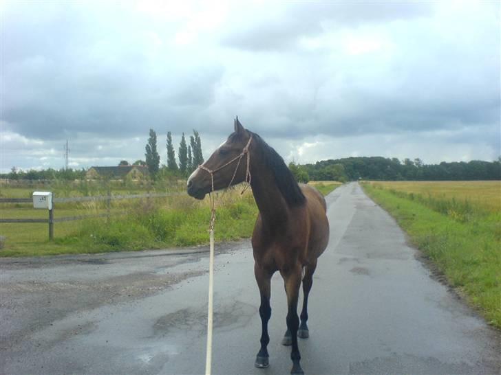 Hollandsk Sportspony Romeo(Solgt) - Den 9 juli. Uhh der er nogen heste, se hvor flot jeg er blevet :) Og nu er jeg en glad hest igen:) billede 12