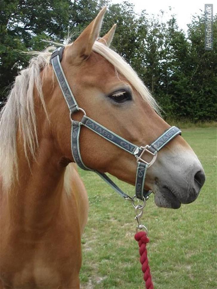 Anden særlig race KEEBE - KEEBE  min flotte pony:) billede 1